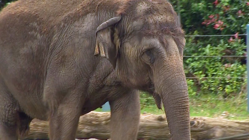 Necropsy: Elephant Chai died of bacterial infection | king5.com