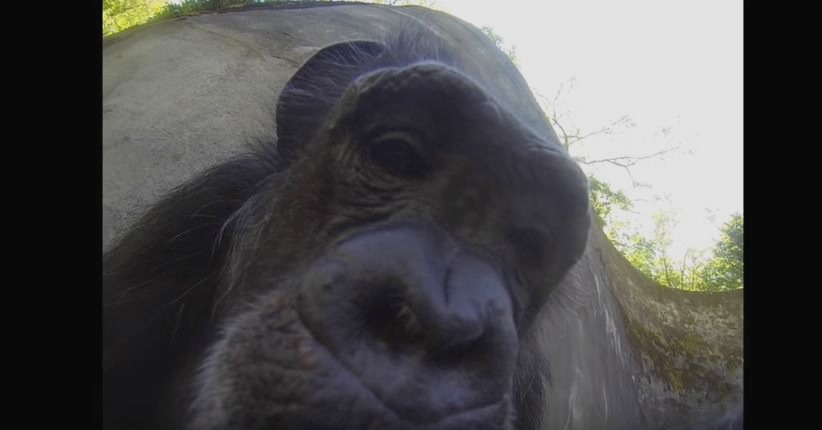 Ore. Zoo chimp has fun with GoPro camera | king5.com