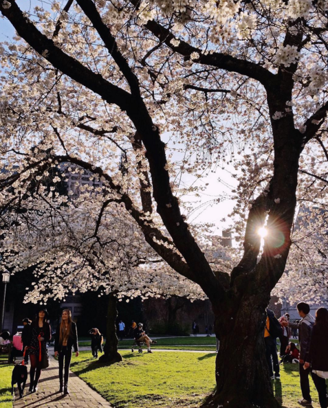 Uw Spring Tips for taking great spring photos | king5.com