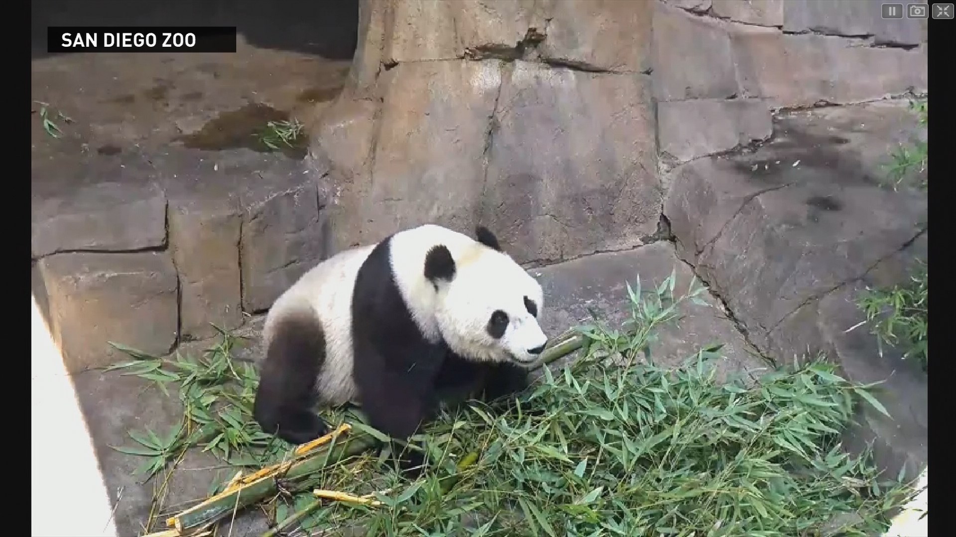 Zoos raise concerns about bringing panda exhibits to Washington | king5.com