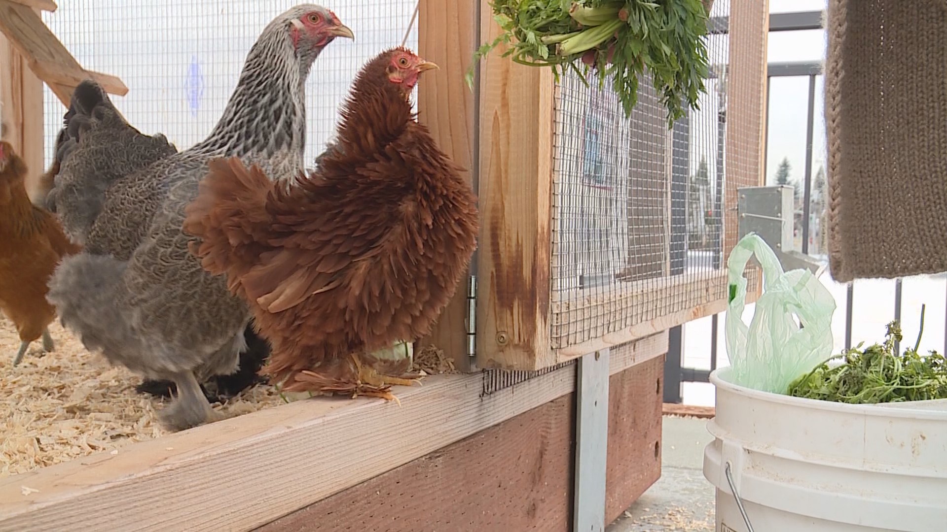 Rooftop chicken coop is the hottest amenity at Wallingford apartment ...