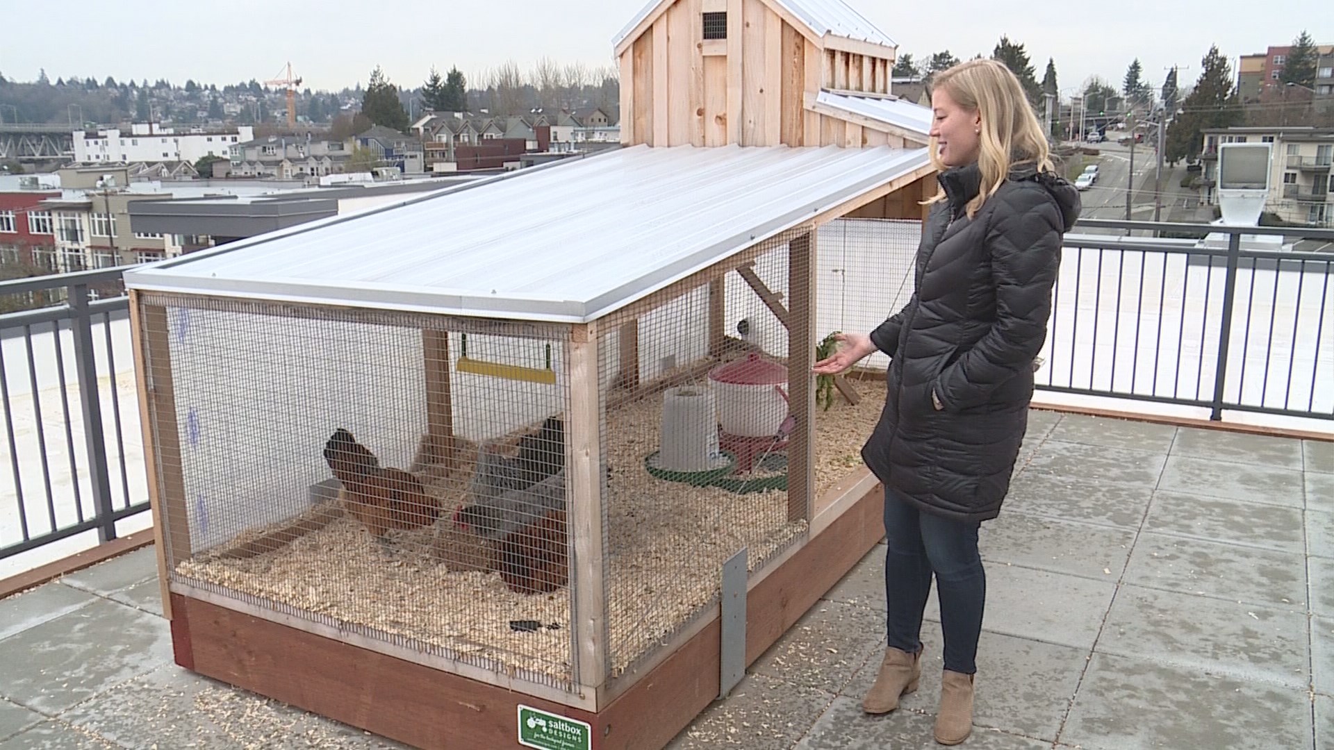 Rooftop chicken coop is the hottest amenity at Wallingford apartment ...