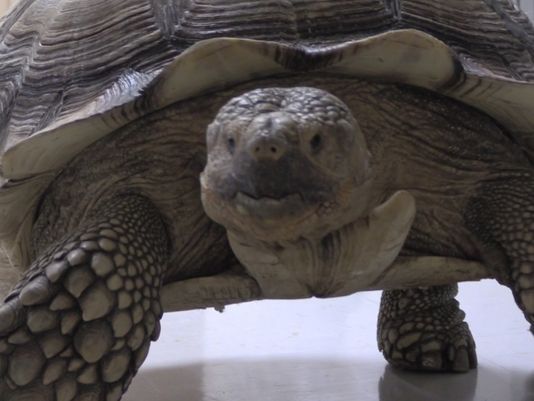 Tortoise run over by car in Kentucky gets shell glued back together ...