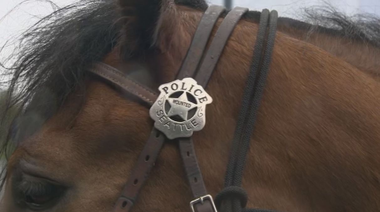 Harvest the Seattle police horse walks his beat once last time | king5.com